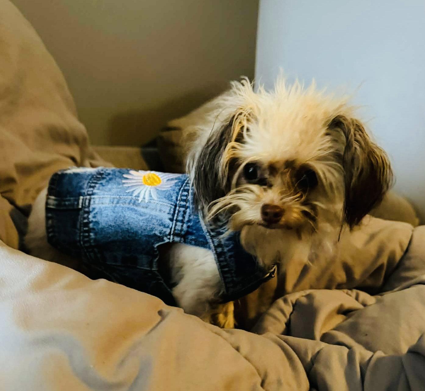 Katniss, Adopted, Adult Female Chihuahua & Poodle.