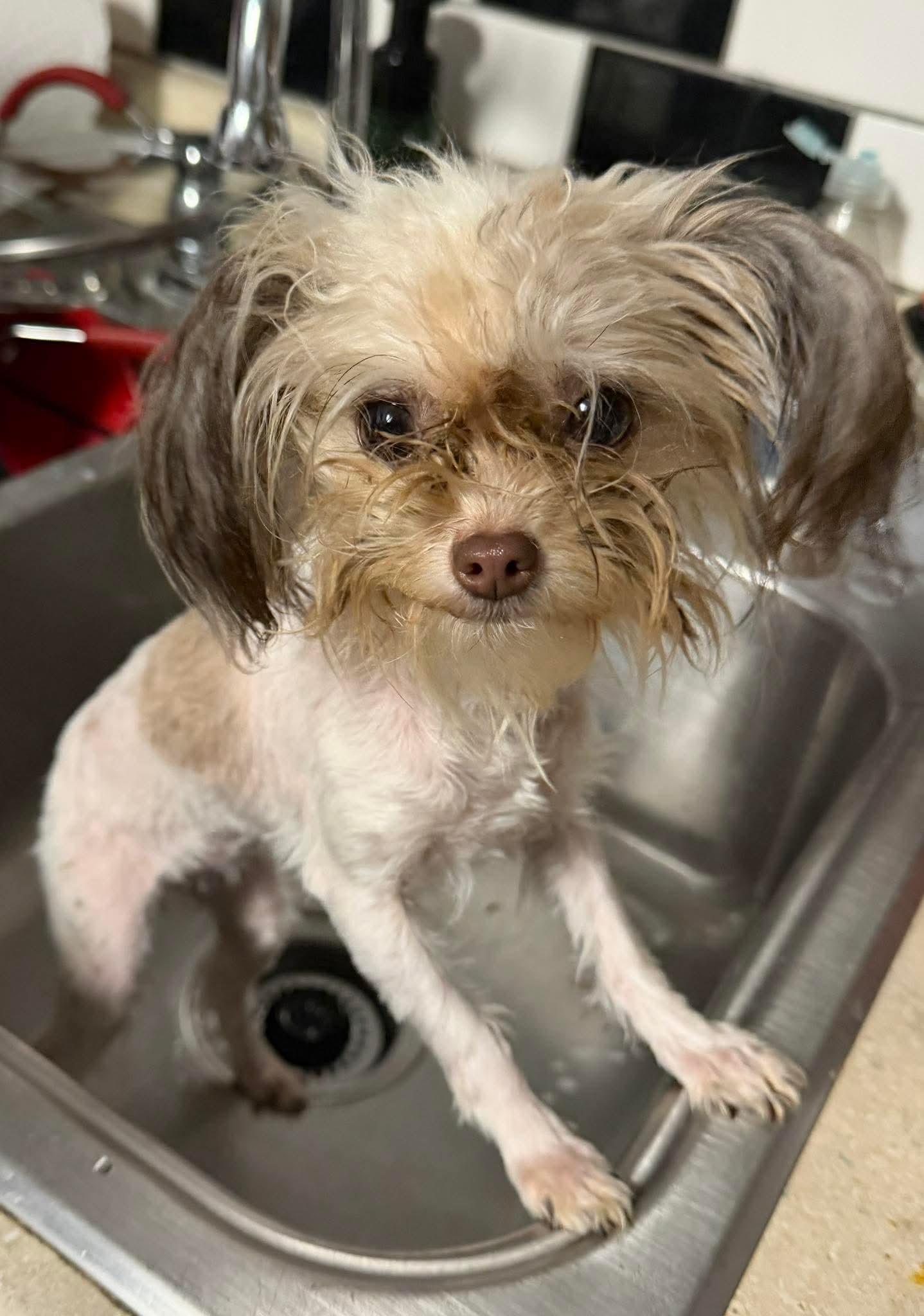 Enlarge Katniss, a Adopted mixed breed in Germantown, OH image 2/3