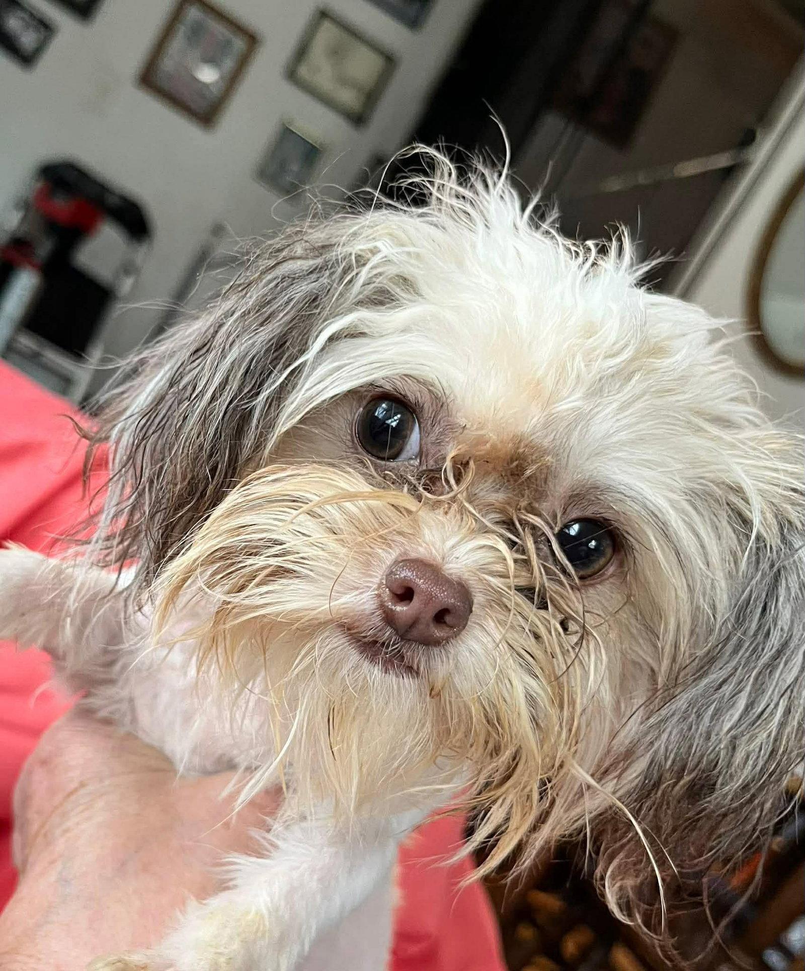 Enlarge Katniss, a Adopted mixed breed in Germantown, OH image 3/3