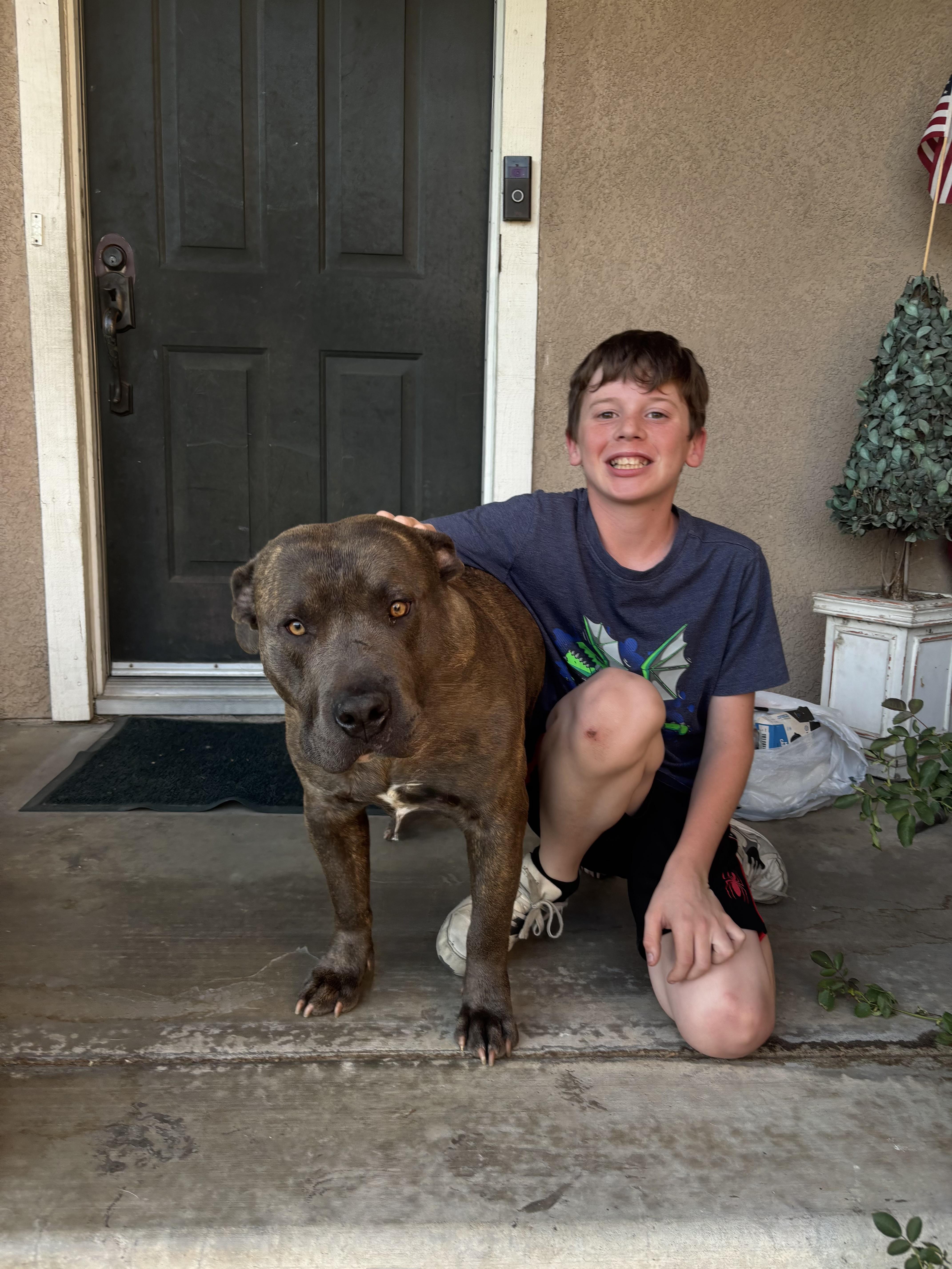 TEDDY, ADOPTABLE, Young Male Pit Bull Terrier & American Staffordshire Terrier.