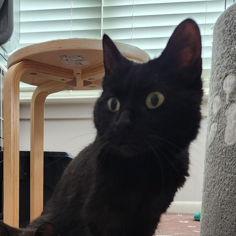 Enlarge Moka Bryant, a Adoptable Domestic Short Hair in Merrifield, VA image 1/4
