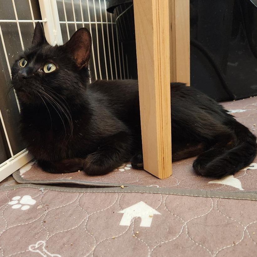 Enlarge Moka Bryant, a Adoptable Domestic Short Hair in Merrifield, VA image 2/4