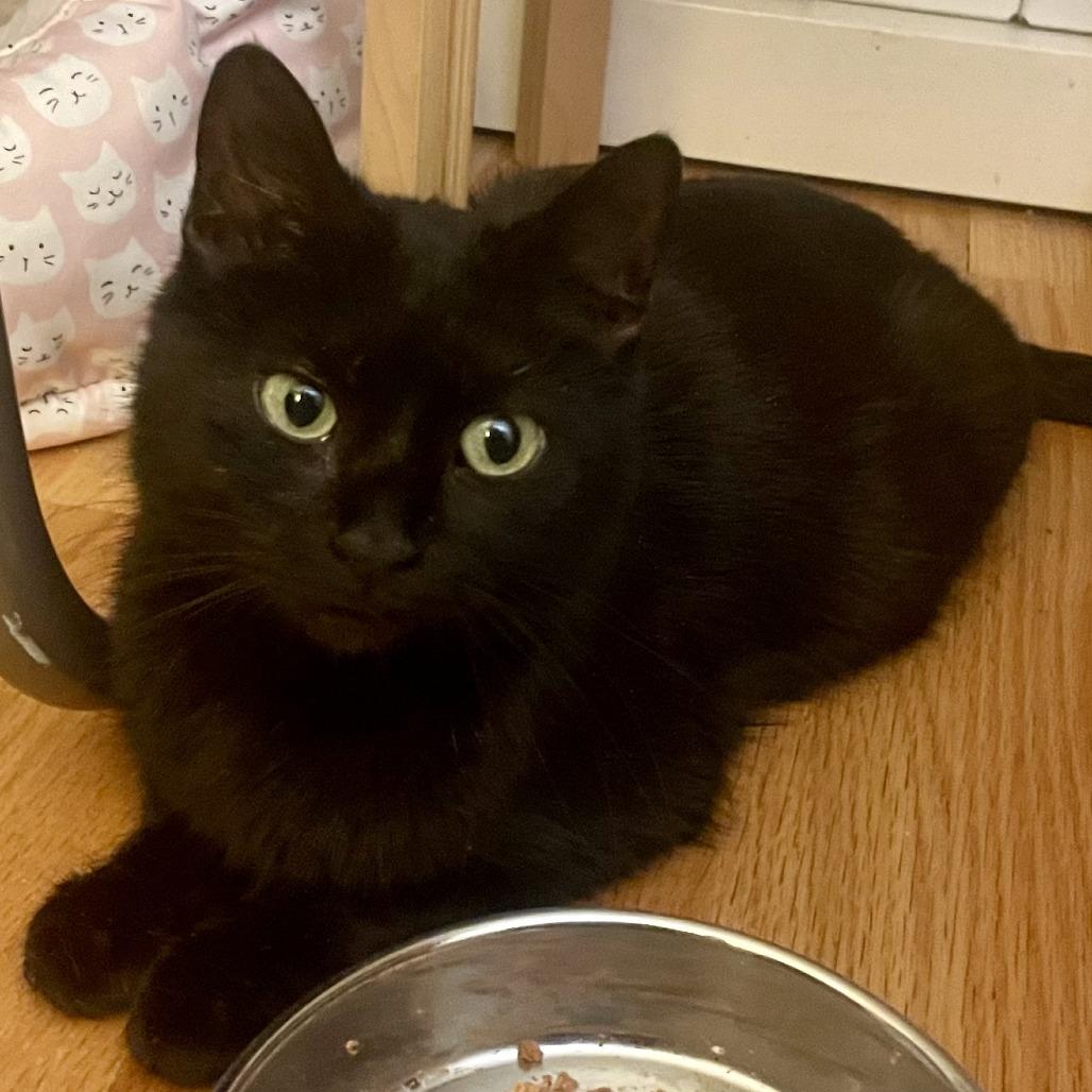 Enlarge Moka Bryant, a Adoptable Domestic Short Hair in Merrifield, VA image 3/4