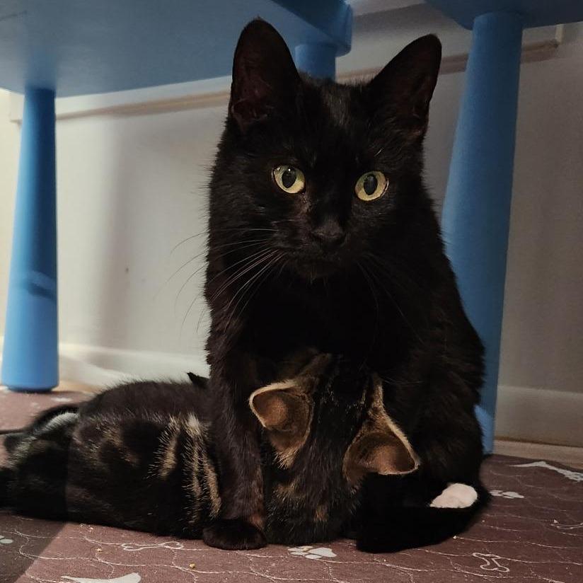 Enlarge Moka Bryant, a Adoptable Domestic Short Hair in Merrifield, VA image 4/4