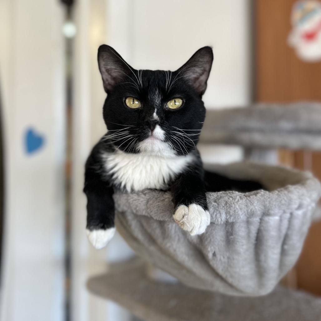 Enlarge Giuseppi Ronaldo, a Adoptable Domestic Short Hair in Troy, IL image 1/2