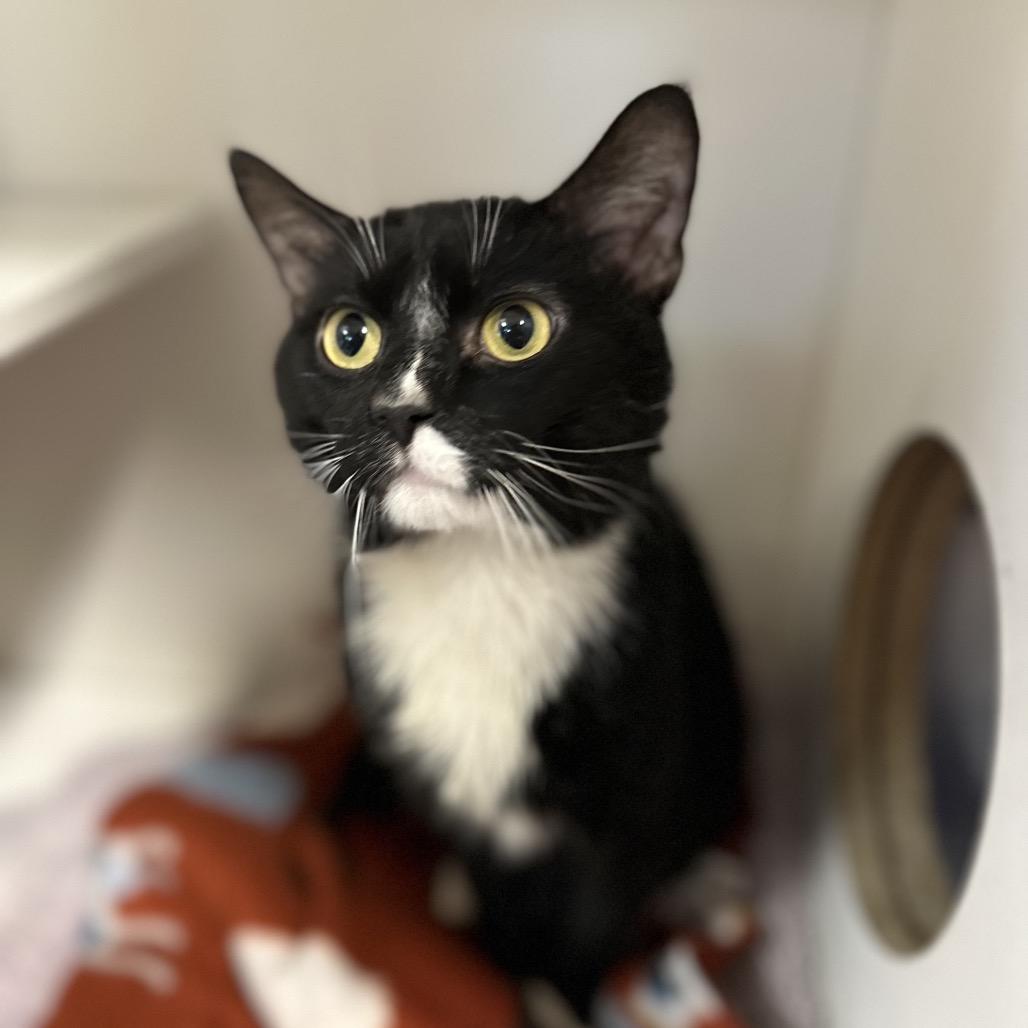 Enlarge Giuseppi Ronaldo, a Adoptable Domestic Short Hair in Troy, IL image 2/2