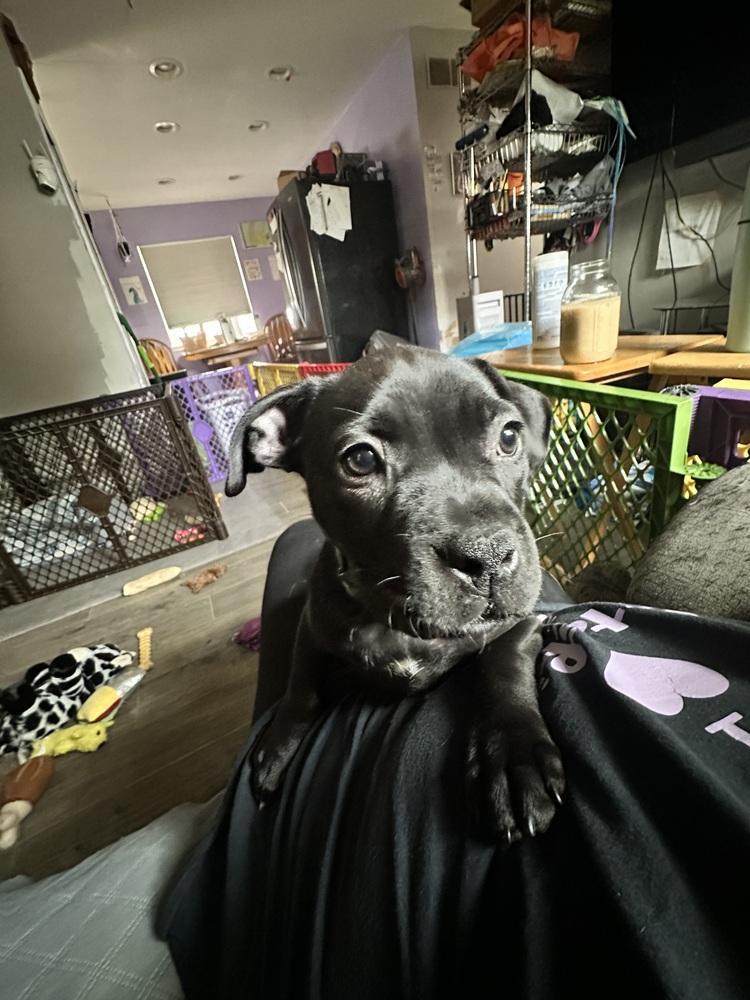 Amberwine, Adopted, Puppy Female Mixed Breed.