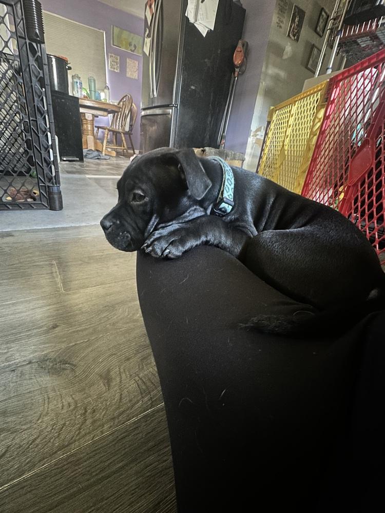 Enlarge Amberwine, a Adopted mixed breed in Clinton Township, MI image 3/5