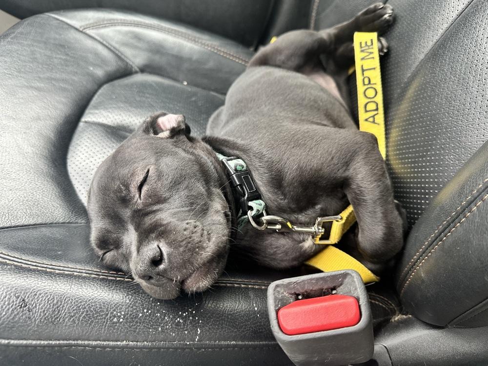 Enlarge Amberwine, a Adopted mixed breed in Clinton Township, MI image 5/5