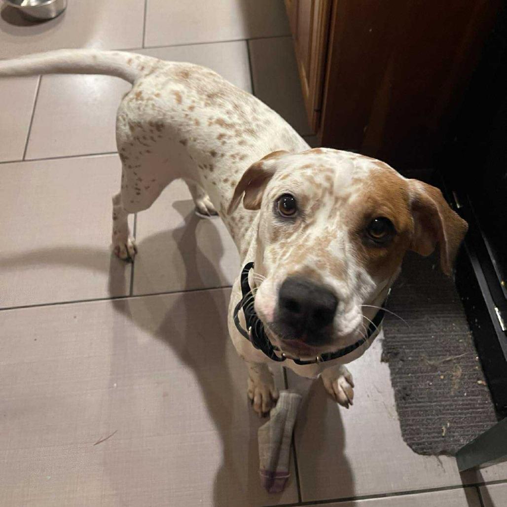 Enlarge Isa, a Adoptable Coonhound in Woodstock, VA image 1/6