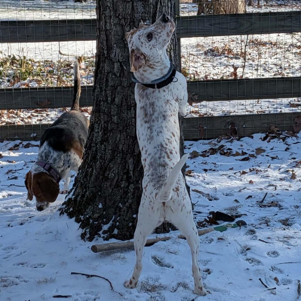 Enlarge Isa, a Adoptable Coonhound in Woodstock, VA image 2/6