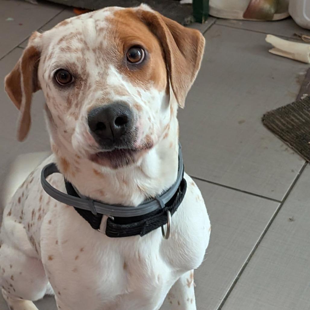 Enlarge Isa, a Adoptable Coonhound in Woodstock, VA image 3/6