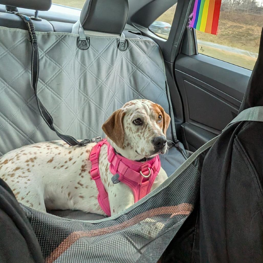 Enlarge Isa, a Adoptable Coonhound in Woodstock, VA image 4/6