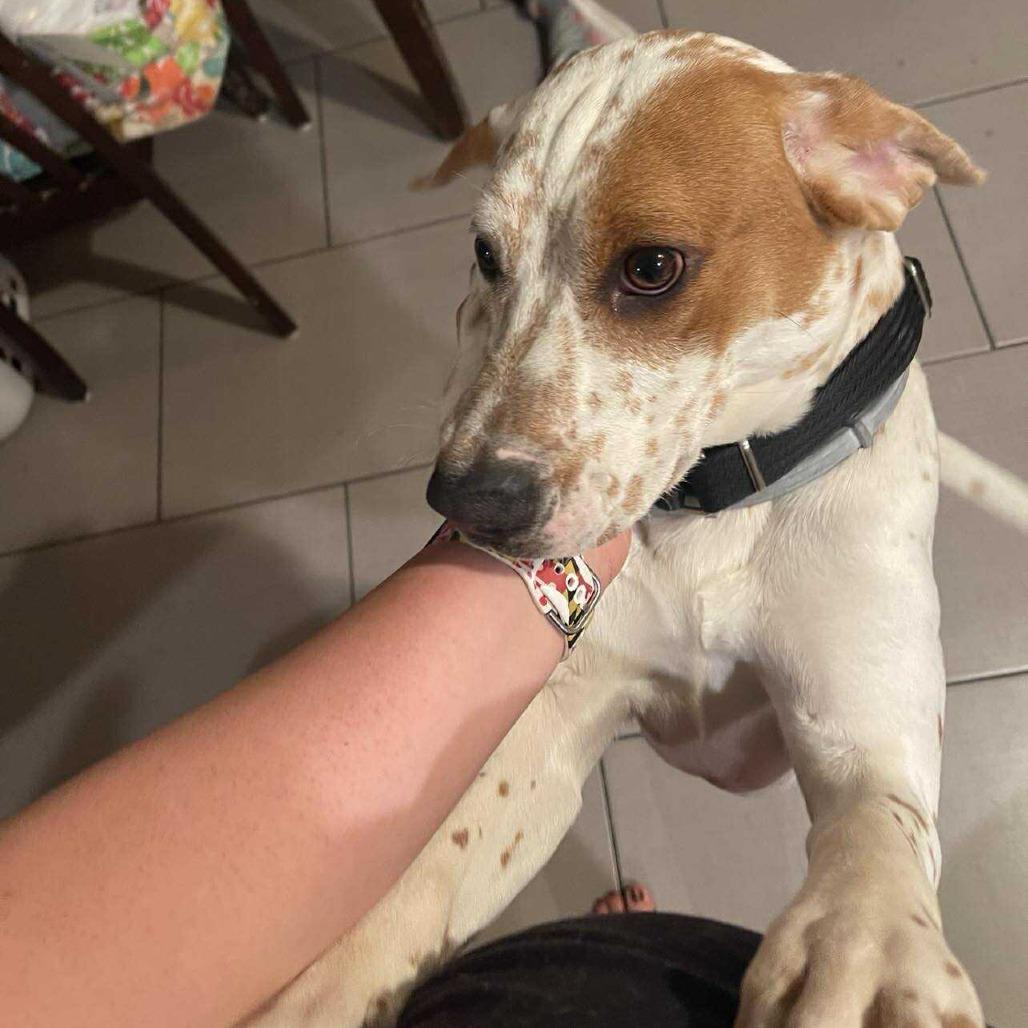 Enlarge Isa, a Adoptable Coonhound in Woodstock, VA image 5/6