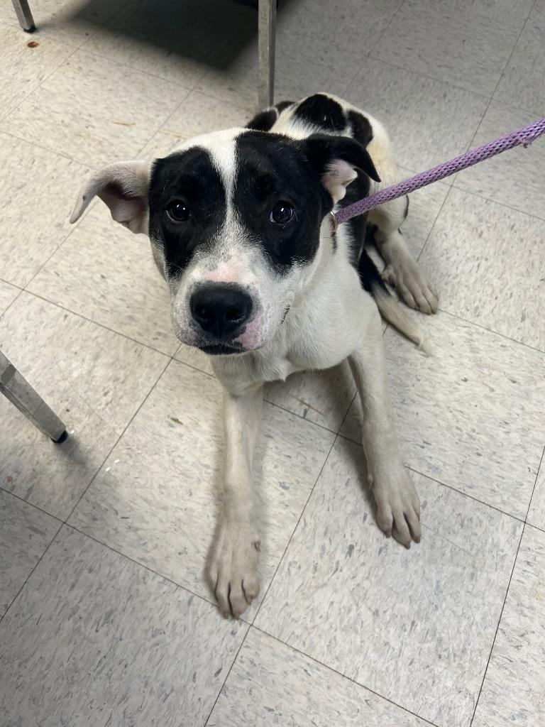 Enlarge Saucey Bones-Adoptable Awaiting S/N, a Adoptable mixed breed in Chickamauga , GA image 1/6