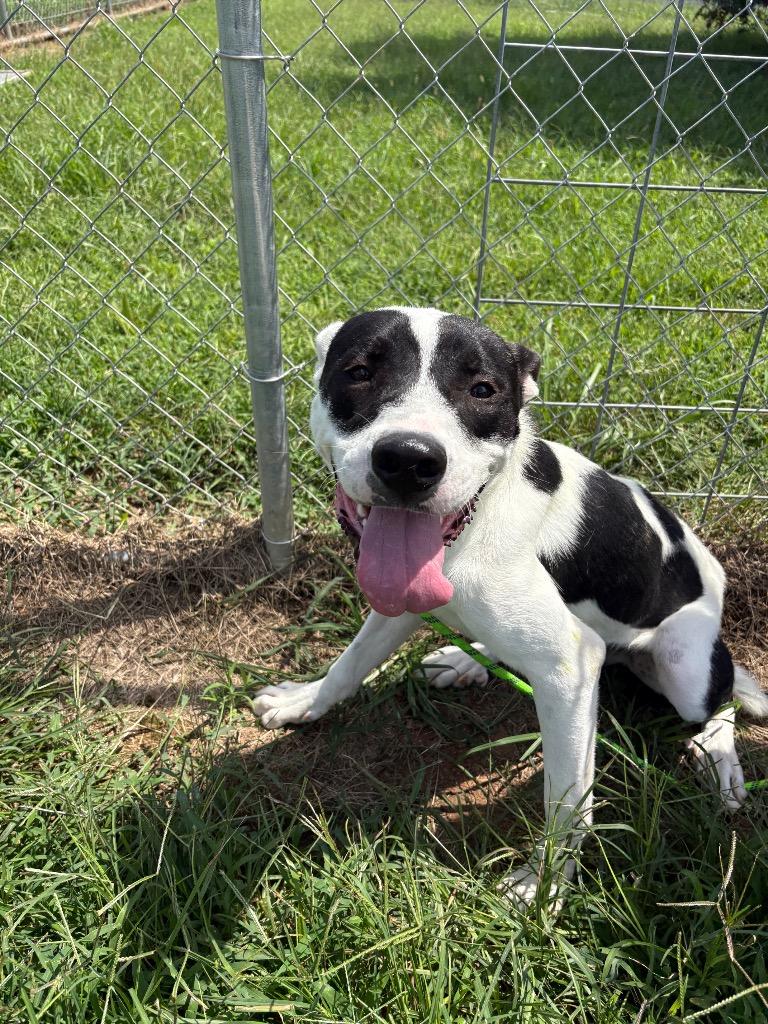 Enlarge Saucey Bones-Adoptable Awaiting S/N, a Adoptable mixed breed in Chickamauga , GA image 2/6