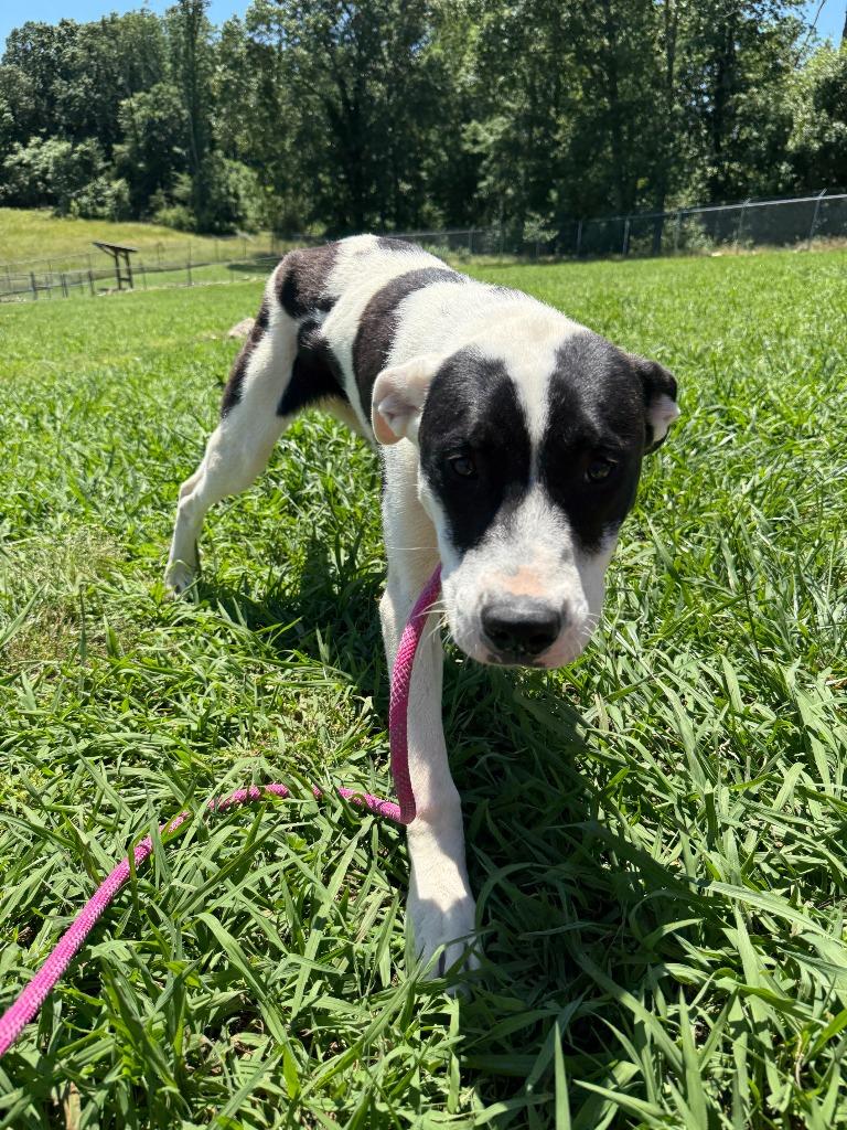 Enlarge Saucey Bones-Adoptable Awaiting S/N, a Adoptable mixed breed in Chickamauga , GA image 3/6