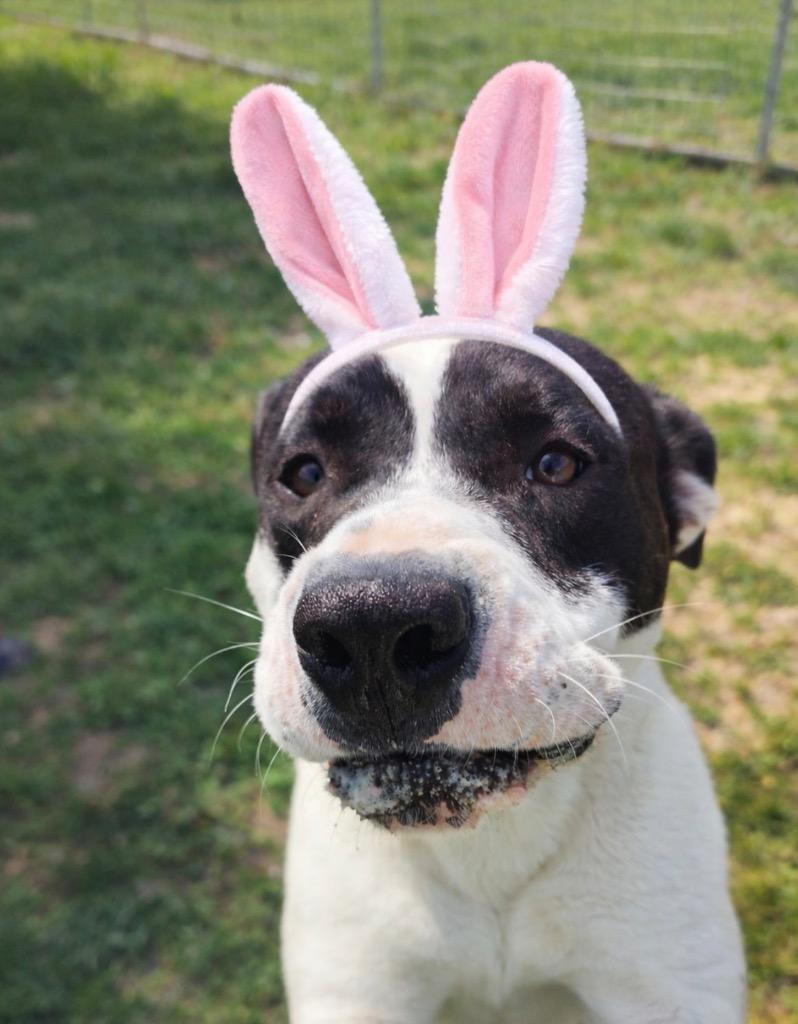 Enlarge Saucey Bones-Adoptable Awaiting S/N, a Adoptable mixed breed in Chickamauga , GA image 4/6