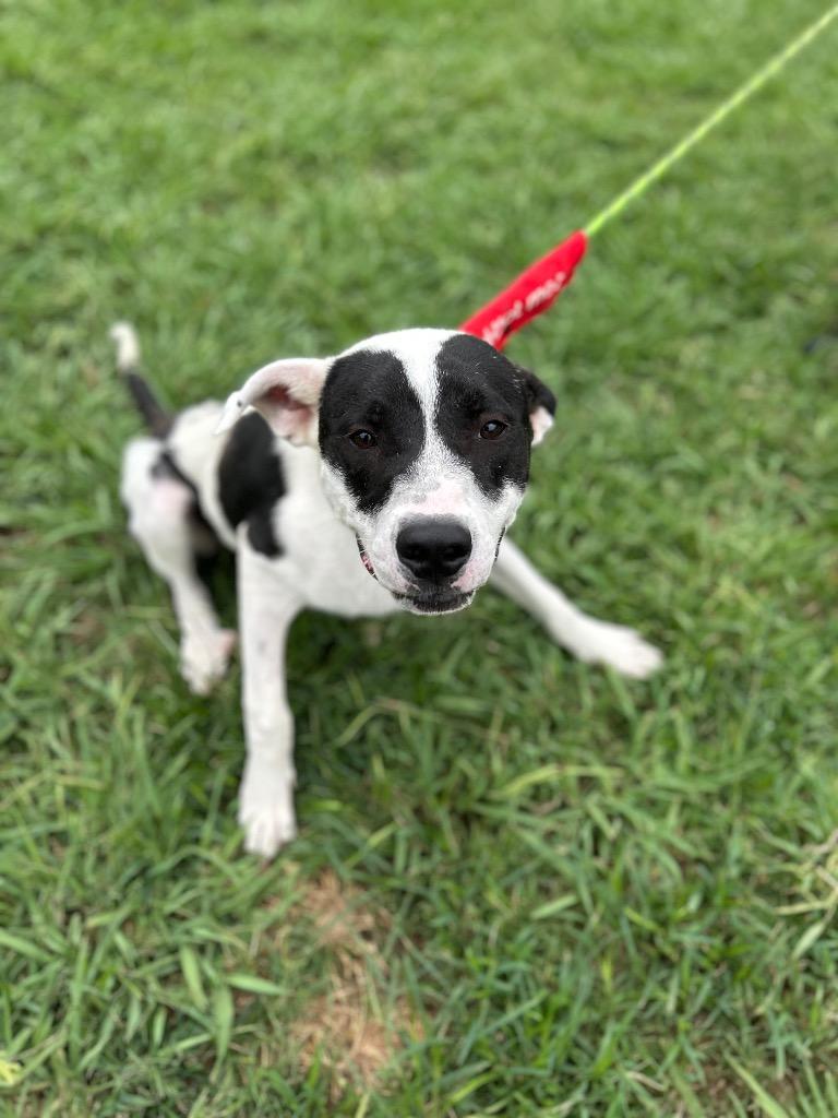 Enlarge Saucey Bones-Adoptable Awaiting S/N, a Adoptable mixed breed in Chickamauga , GA image 5/6