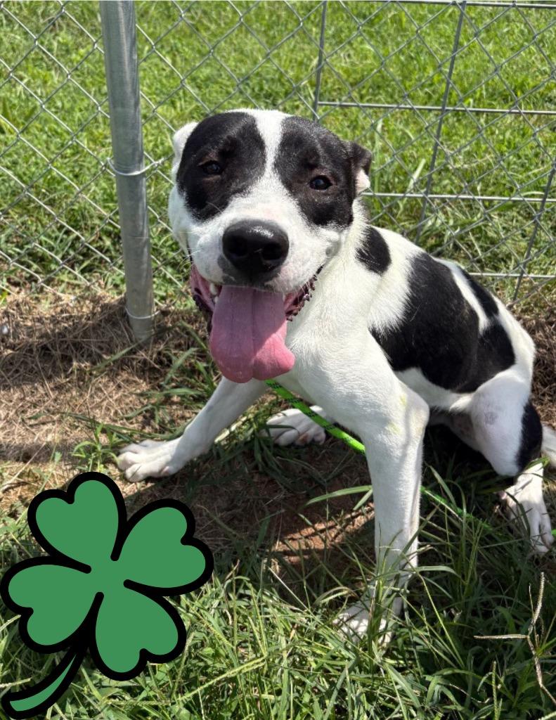 Enlarge Saucey Bones-Adoptable Awaiting S/N, a Adoptable mixed breed in Chickamauga , GA image 6/6