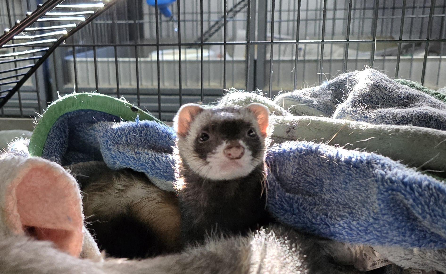 Oliver and Jasper, Adoptable, Adult Male Ferret.