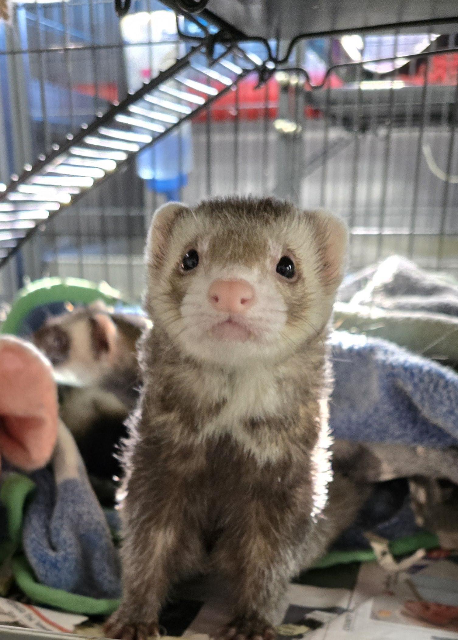 Oliver and Jasper, a Adoptable Ferret in Randolph, NJ image 2/4