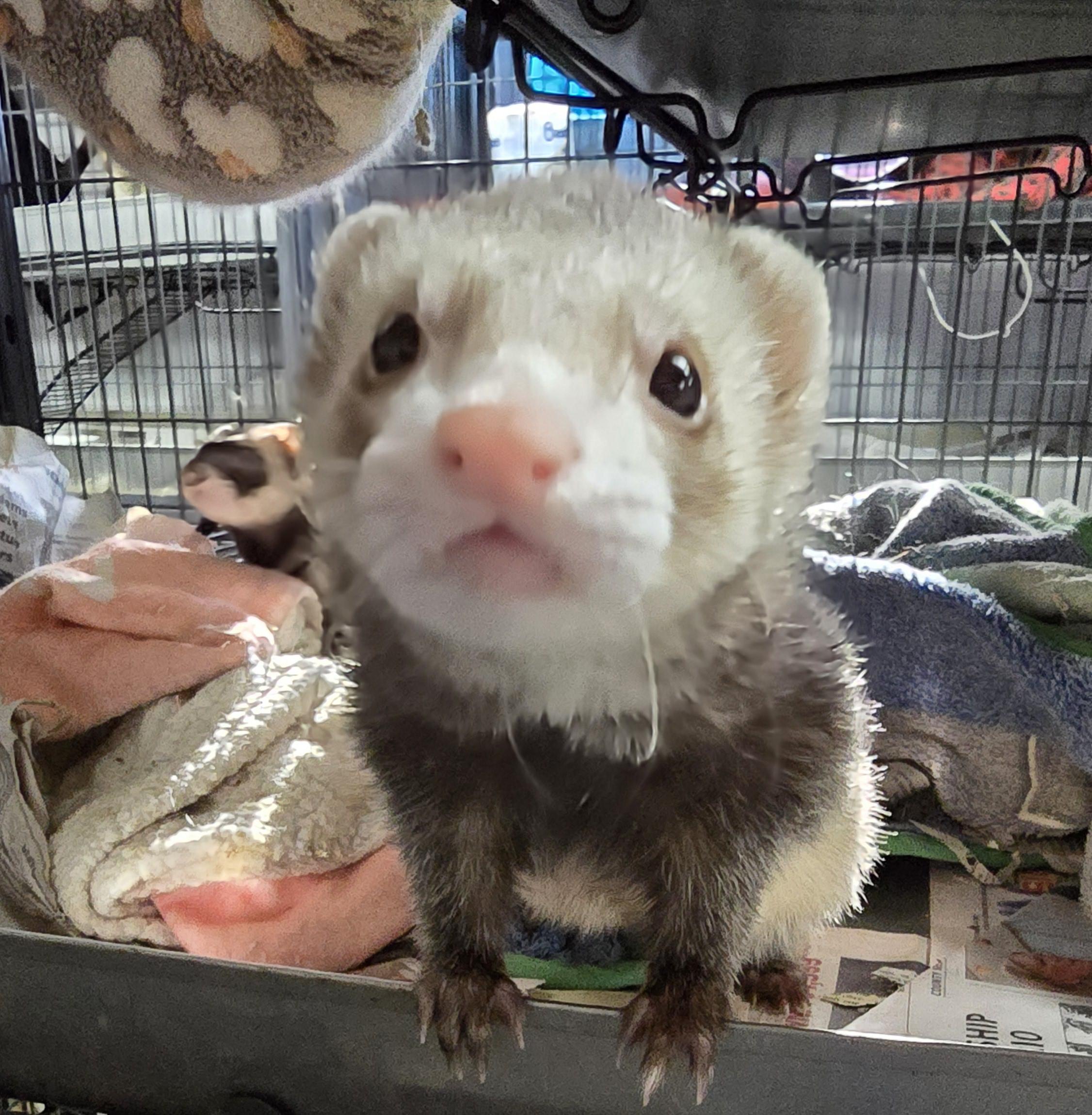 Oliver and Jasper, a Adoptable Ferret in Randolph, NJ image 3/4