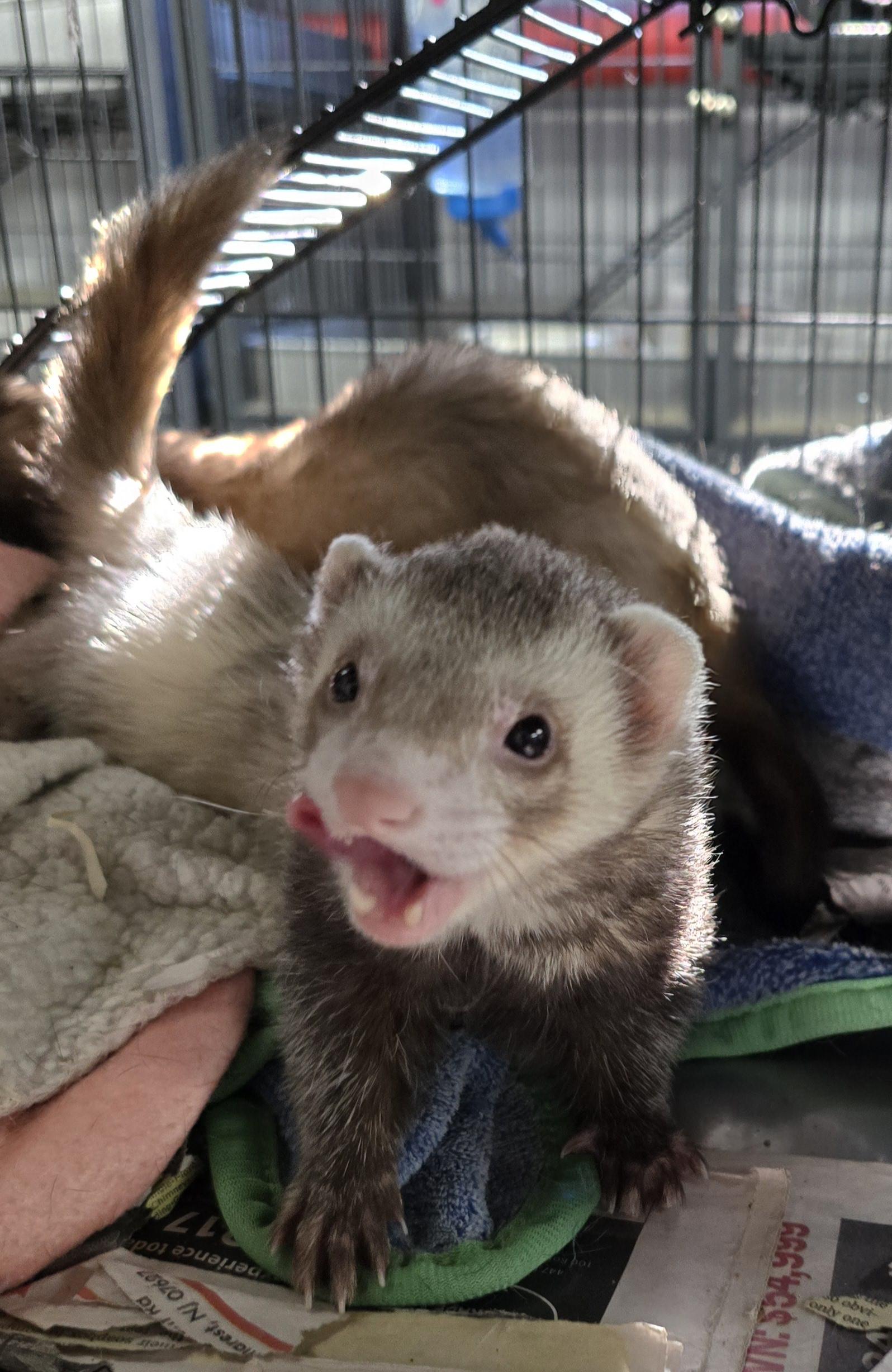 Ferret Boarding Ferret Shelters Baby Ferrets For Sale Adoption