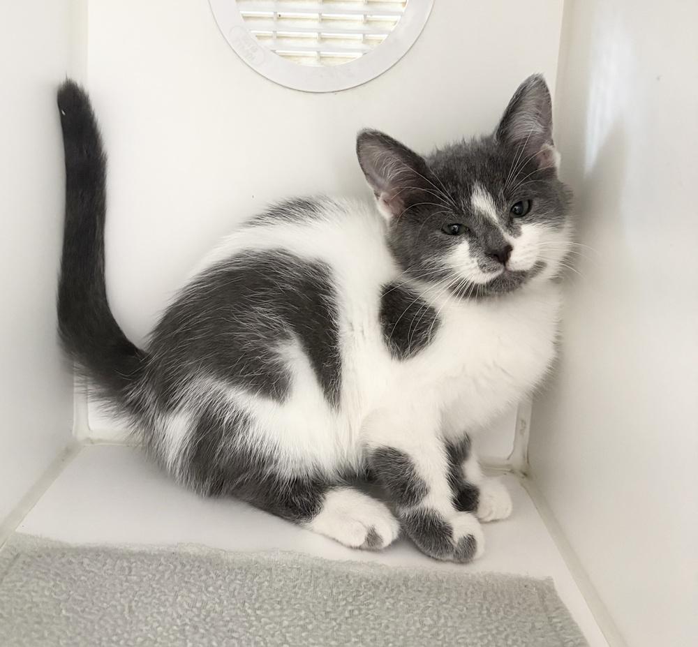 Daffodil, Adopted, Kitten Female Domestic Short Hair.