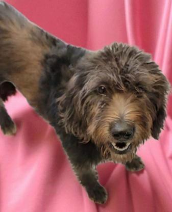 Chloe, an adoptable Cockapoo in Gardiner, NY, 12525 | Photo Image 1