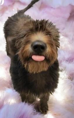 Chloe, an adoptable Cockapoo in Gardiner, NY, 12525 | Photo Image 3