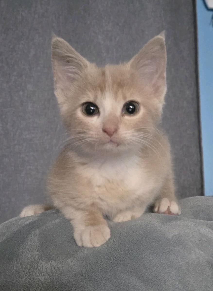 Summitt, an adopted Domestic Short Hair in Murfreesboro, TN image 4/4