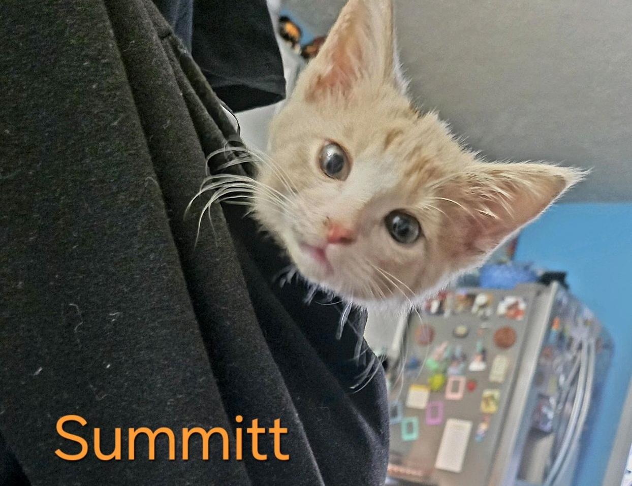 Summitt, an adopted Domestic Short Hair in Murfreesboro, TN image 2/4