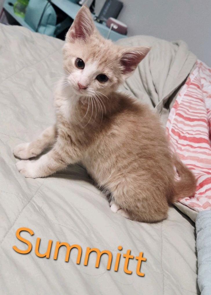 Summitt, an adopted Domestic Short Hair in Murfreesboro, TN image 3/4