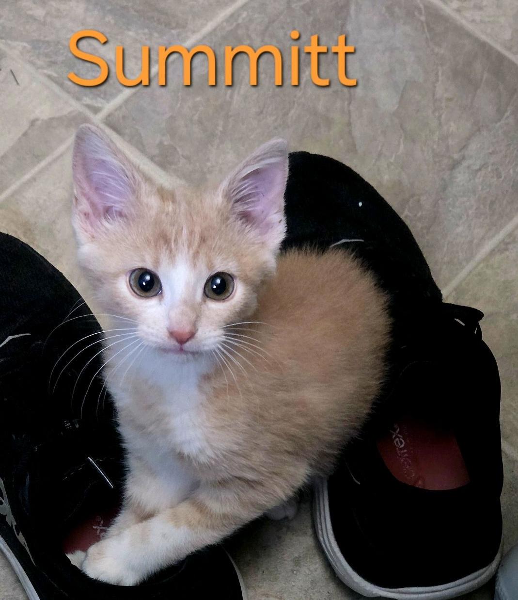 Summitt, adopted, Kitten Female Domestic Short Hair.