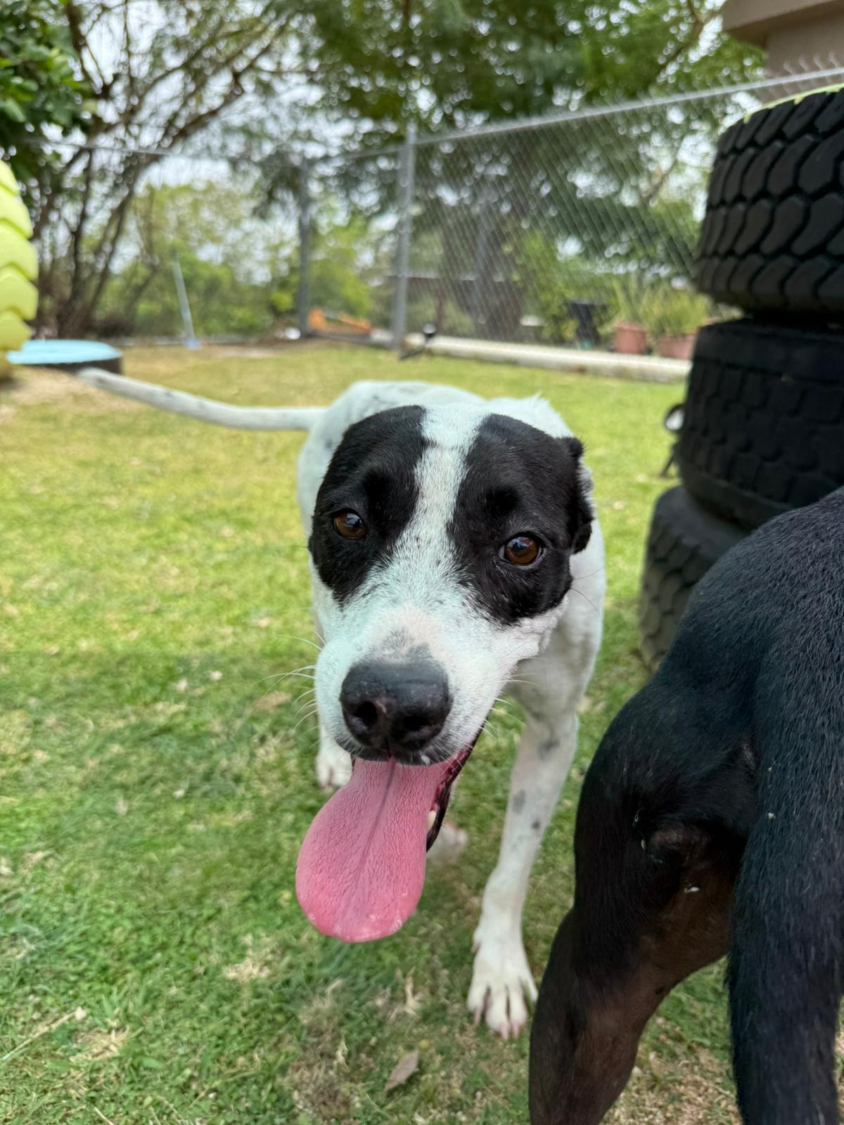 Duri — thumbnail 2