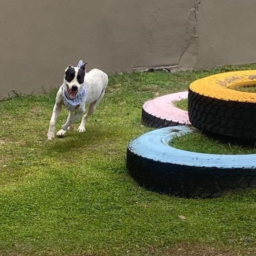 Duri — thumbnail 5