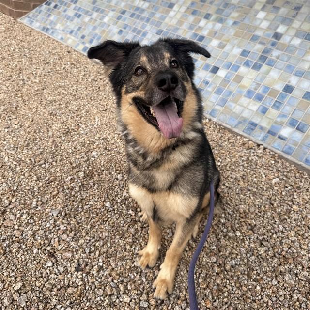 BEAR, Adoptable, Adult Male German Shepherd Dog.