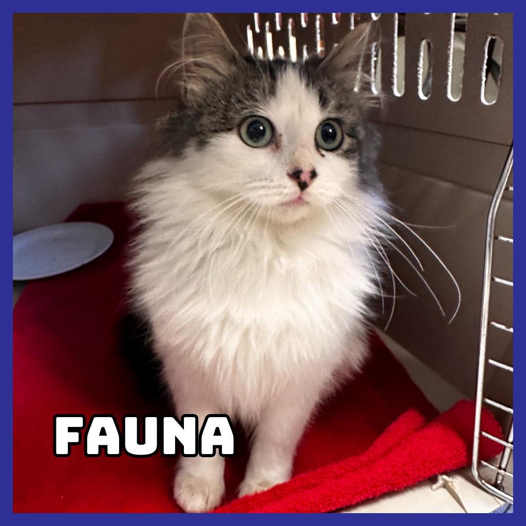 Enlarge Fauna, a Adoptable Domestic Long Hair in Glenwood, MN image 1/1