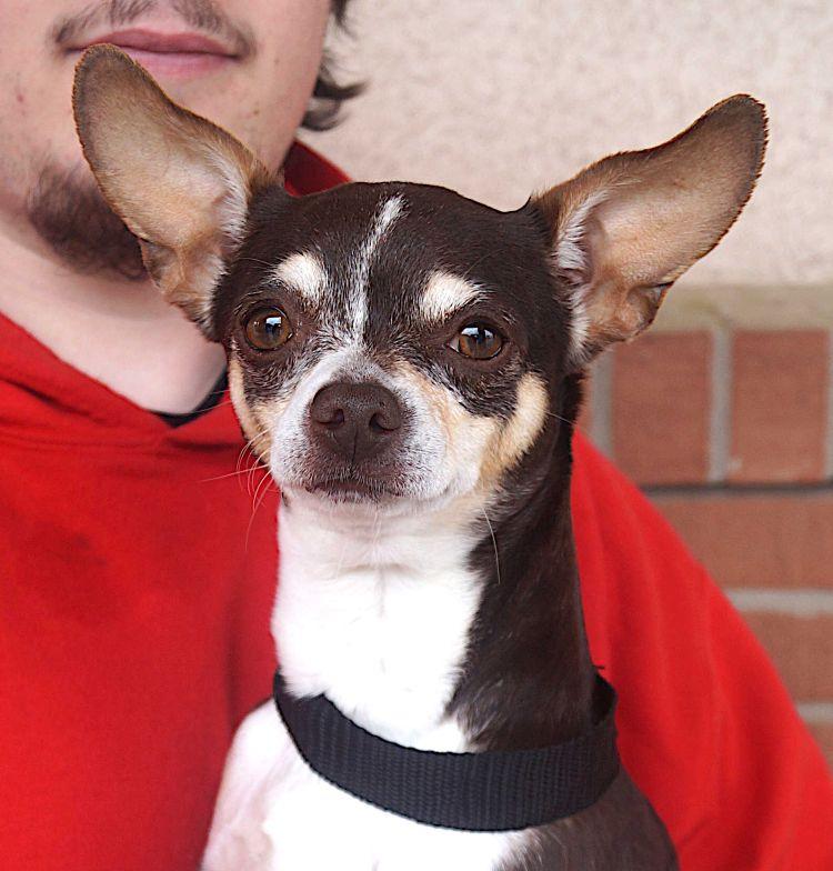 Enlarge Algae, a ADOPTABLE Chihuahua in Carrollton, TX image 1/2