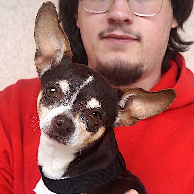 Enlarge Algae, a ADOPTABLE Chihuahua in Carrollton, TX image 2/2