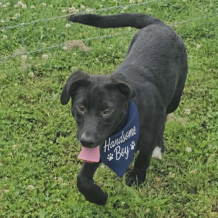 Harley, an adopted Mixed Breed in Hopkinton, MA image 2/5