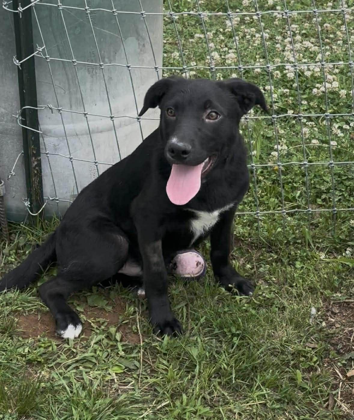 Harley, an adopted Mixed Breed in Hopkinton, MA image 3/5