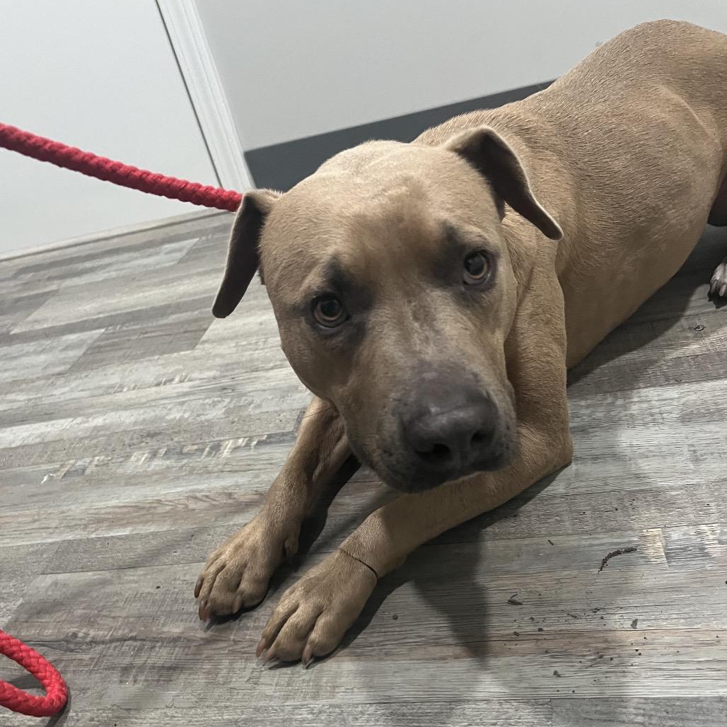 Hershey, Adoptable, Young Male Pit Bull Terrier.
