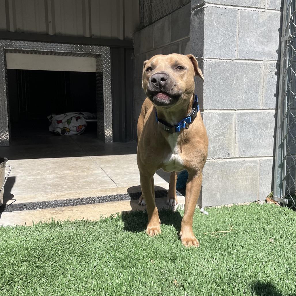 Enlarge Hershey, a Adoptable Pit Bull Terrier in Richmond Hill, GA image 2/4