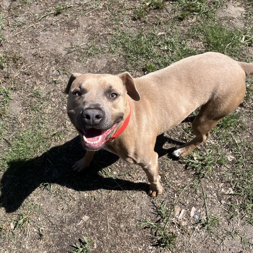 Hershey, a Adoptable American Bulldog in Richmond Hill, GA image 3/6