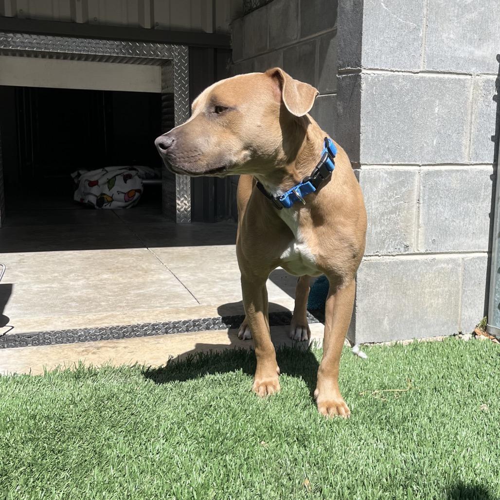 Enlarge Hershey, a Adoptable Pit Bull Terrier in Richmond Hill, GA image 3/4
