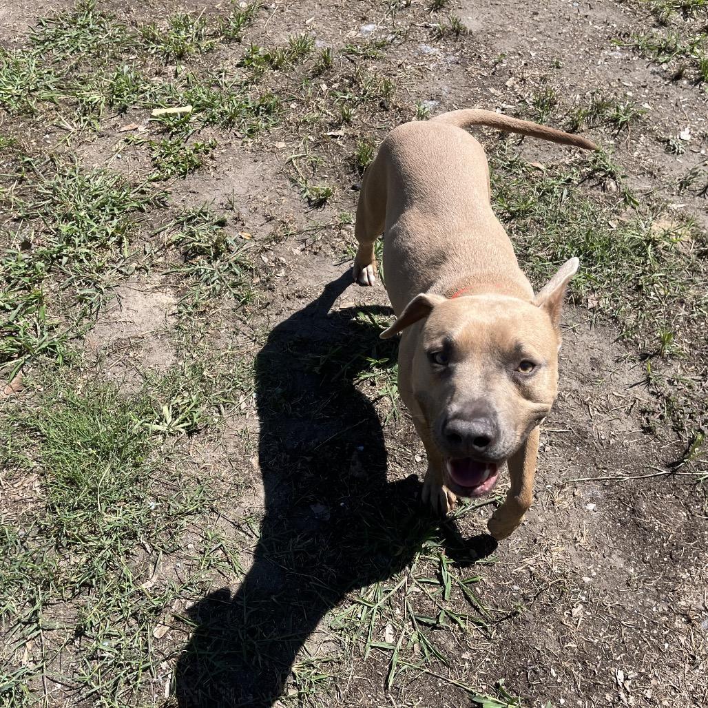 Hershey, a Adoptable American Bulldog in Richmond Hill, GA image 5/6