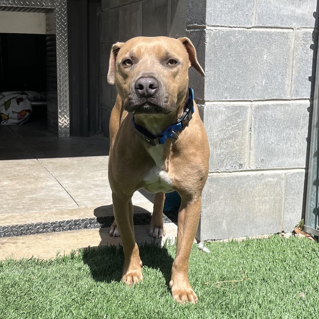 Enlarge Hershey, a Adoptable Pit Bull Terrier in Richmond Hill, GA image 4/4