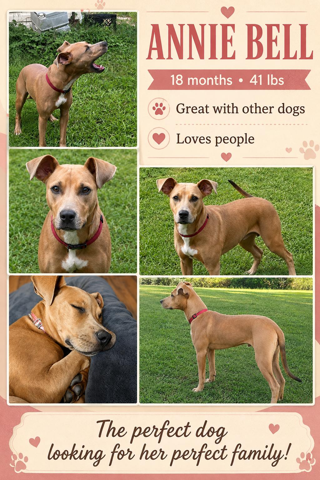 Annie Bell, ADOPTABLE, Young Female Labrador Retriever & Boxer.